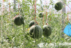 凉山吃瓜爆料视频播放大全,热门播放全集一览